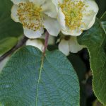 Flower-Kiwi