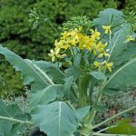 Flower-Kohlrabi