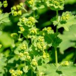Flower-Ladys_Mantle