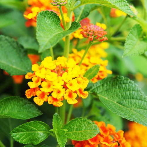 Lantana (Lantana camara) - Sensitivity