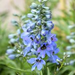 Flower-Larkspur