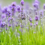 Flower-Lavender(English)