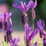 Flower-Lavender(French)