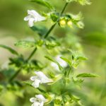 Flower-Lemon_Balm