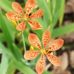 Flower-Leopard_Lily
