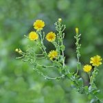 Flower-Lettuce
