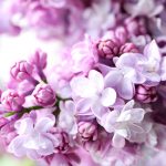 Flower-Lilac