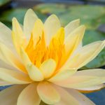 Flower-Lotus
