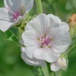 Flower-Mallow