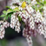 Flower-Manzanita