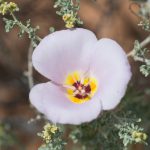 Flower-Mariposa_Lily