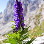 Flower-Monkshood