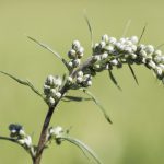 Flower-Mugwort