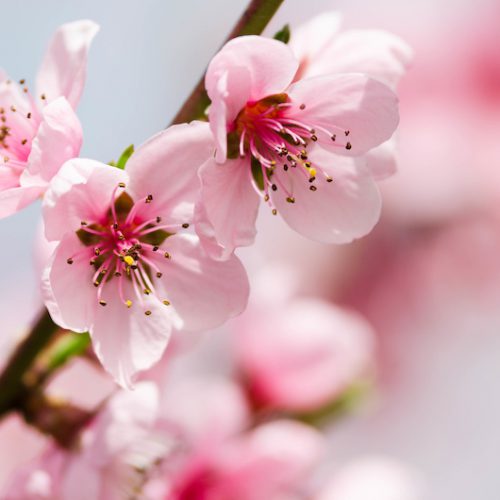 Peach (Prunus Persica) - Amplifier