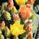 Flower-Prickly_Pear