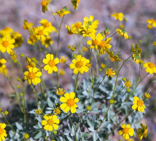 Brittlebrush (Encelia farinosa) - Animal Attunement
