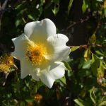 Rosa bracteata mermaid