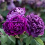 Color outdoor lush bunch of violet purple roses on a bush/shrub with green leaves on a sunny summer day