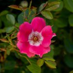 Rosa californica, California wild rose
