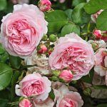 rosa englische Strauchrose