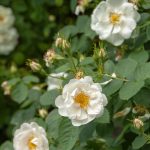 Rosa alba 'Suaveolens'