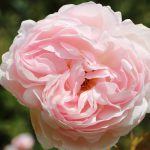 Rose rose pâle