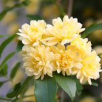 Rose-Rosa_Banksia_Lutescens(Yellow)