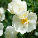 Blooming white rosehip spring