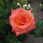 Single salmon pink flower of garden rose