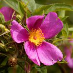 Carolina rose, Rosa carolina