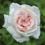 pink rose on green background, Honeymoon Variety, selective focus