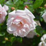 Rose New Dawn