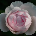 Blooming rose in the garden on a sunny day. Rose Gentle Hermione.