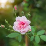 The pink fairy rose flower.
