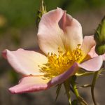 crimson flower (rosa woodsii) in close-up