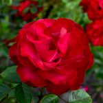 Red roses in a natural environment. Beautiful representatives of roses. Three buds of burgundy flowers grow in the botanical garden in summer.