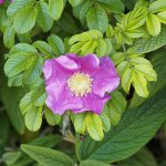 Rosa majalis. Rosier de mai ou rosier cannelle