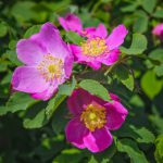 Blooming branches of wild rose on a blurred background. Beautiful pink wild rose flower with blurred green leaves and sun light on background.