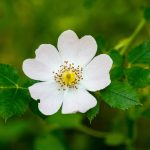 Flor de Escaramujo, Rosal silvestre. Rosa canina.