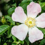 Flor, capullo y hojas de Escaramujo, Rosal silvestre. Rosa canina.