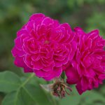 Close up deep pink Damask Rose flower (Rosa damascena) with blur background.