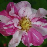 Rosa Versicolor