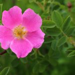 Pink flowers dog-rose or brier (sweetbrier) Close-up of a green background