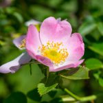 Wild rose closeup