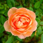 Orange Shrub Rose