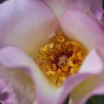 crimson flower (rosa woodsii) in close-up
